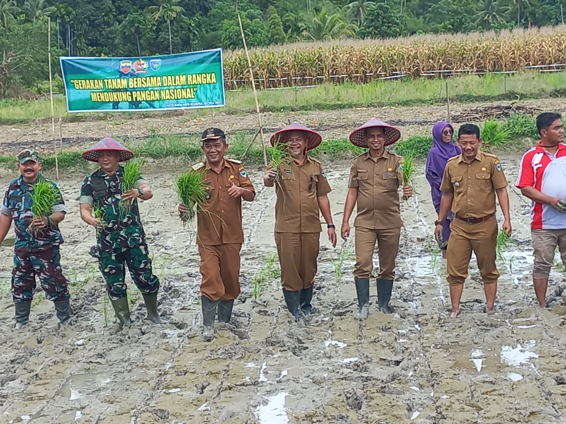 PENANAMAN PADI BERSAMA KADIS PERIKANAN,DANDIM PESSEL, KORAMIL,POLSEK,CAMAT DAN WALI NAGARI DI BAYANG
