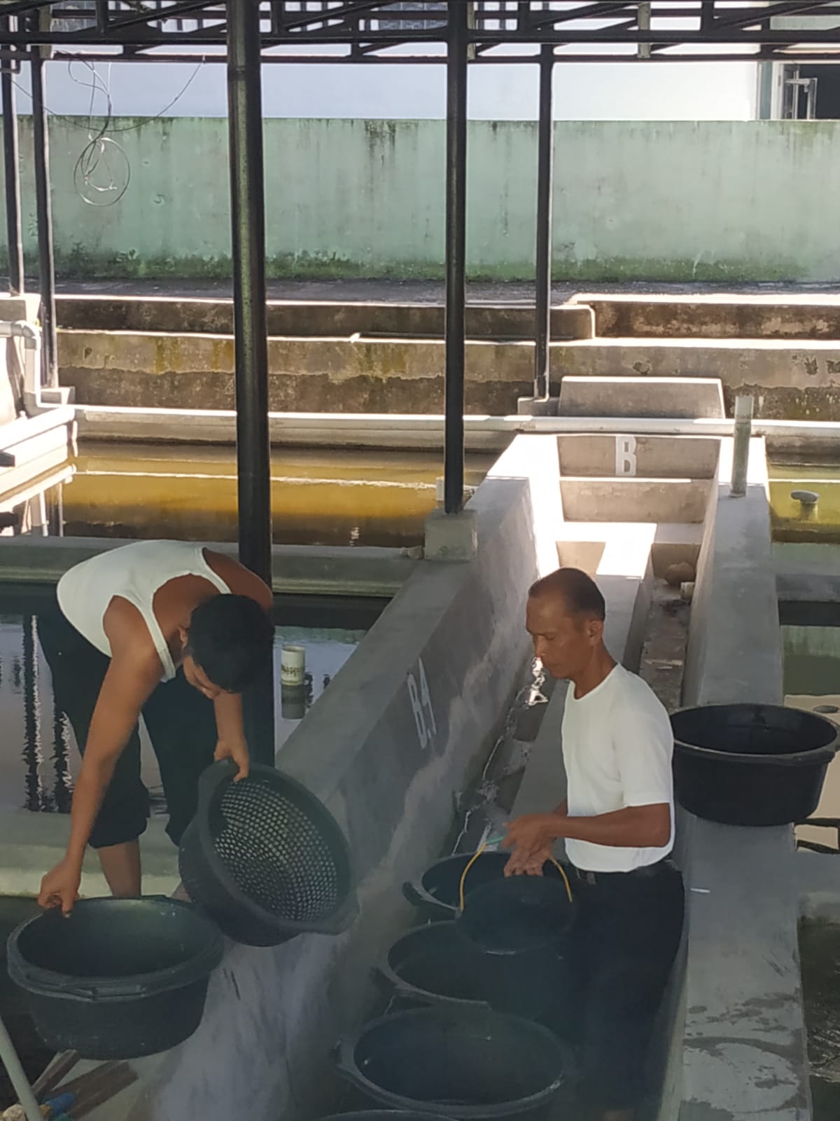 PENYORTIRAN BIBIT IKAN NILA DI BBI PINCURAN BOGA PAINAN