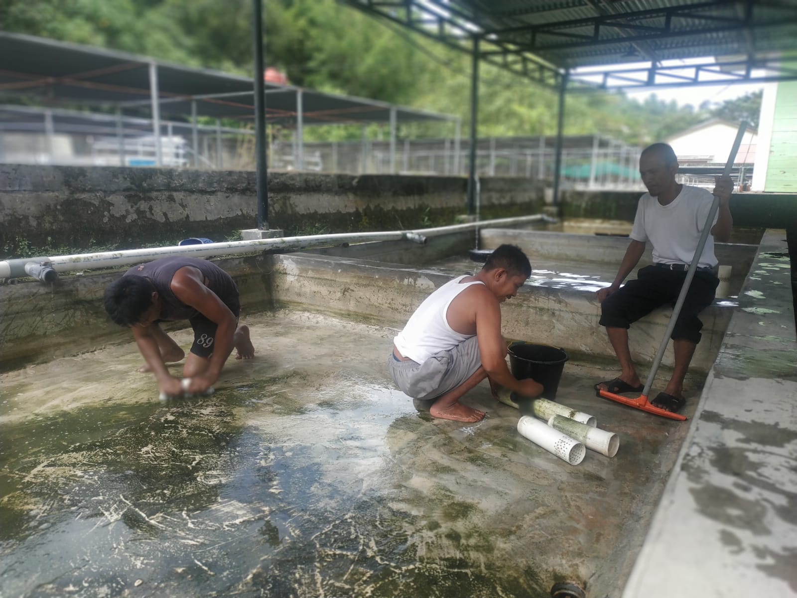 BBI PINCURAN BOGA PAINAN LAKUKAN PEMBERSIHAN KOLAM PENDEDERAN